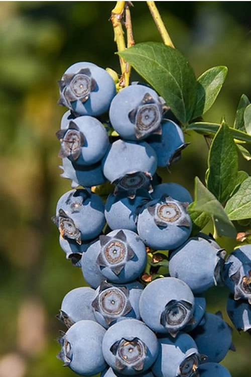 Star Southern Highbush Blueberry - 3 Gallon Pot 1 Star Southern Highbush Blueberry - 3 Gallon Pot