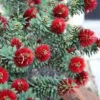 Little John Dwarf Red Bottlebrush (Callistemon Citinus) - 3 Gallon Pot