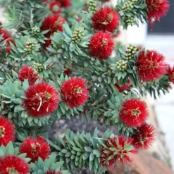 Little John Dwarf Red Bottlebrush (Callistemon Citinus) - 1 Gallon Pot