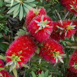 Little John Dwarf Red Bottlebrush (Callistemon Citinus) - 1 Gallon Pot -Green Garden Outdoor Shop Bottlebrush Little John 4