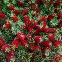 Little John Dwarf Red Bottlebrush (Callistemon Citinus) - 1 Gallon Pot -Green Garden Outdoor Shop Bottlebrush Little John 7