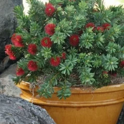 Little John Dwarf Red Bottlebrush (Callistemon Citinus) - 1 Gallon Pot -Green Garden Outdoor Shop Bottlebrush Little John 9