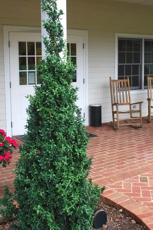 Dee Runk Columnar Boxwood - 2 Gallon Pot 1 Dee Runk Columnar Boxwood - 2 Gallon Pot