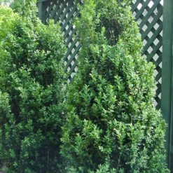 Dee Runk Columnar Boxwood - 1 Gallon Pot -Green Garden Outdoor Shop Boxwood Dee Runk 2 500x750 2