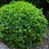 Dwarf English Boxwood - 2 Gallon Pot