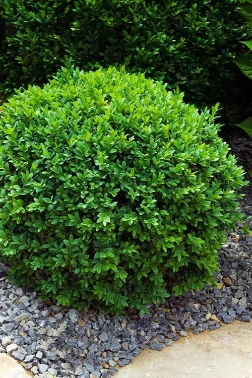 Dwarf English Boxwood - 6 Pack Of 1 Gallon Pots 1 Dwarf English Boxwood - 6 Pack Of 1 Gallon Pots