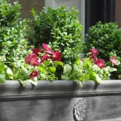 Dwarf English Boxwood - 6 Pack Of 1 Gallon Pots 9 Dwarf English Boxwood - 6 Pack Of 1 Gallon Pots -Green Garden Outdoor Shop Boxwood Dwarf English 2 2