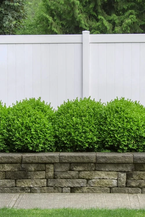 Dwarf English Boxwood - 6 Pack Of 1 Gallon Pots 4 Dwarf English Boxwood - 6 Pack Of 1 Gallon Pots - Image 4
