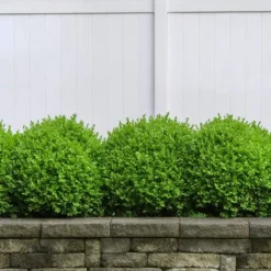 Dwarf English Boxwood - 2 Gallon Pot -Green Garden Outdoor Shop Boxwood Dwarf English 3
