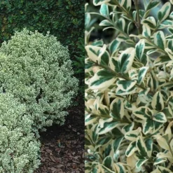 Dwarf Variegated Boxwood - 3 Gallon Pot 9 Dwarf Variegated Boxwood - 3 Gallon Pot -Green Garden Outdoor Shop Boxwood Dwarf Variegated 50 4