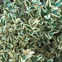 Dwarf Variegated Boxwood - 2 Gallon Pot -Green Garden Outdoor Shop Boxwood Dwarf Variegated 51