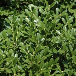 Franklins Gem Dwarf Boxwood - 6 Pack Of 1 Gallon Pots