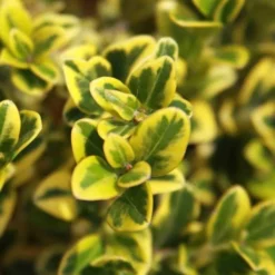 Golden Triumph Variegated Dwarf Boxwood - 1 Gallon Pot -Green Garden Outdoor Shop Boxwood Golden Triumph 3 2