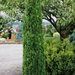 Graham Blandy Columnar Boxwood - 6 Pack Of 1 Gallon Pots