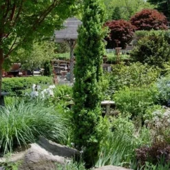 Graham Blandy Columnar Boxwood - 2 Gallon Pot -Green Garden Outdoor Shop Boxwood Graham Blandy 2 2