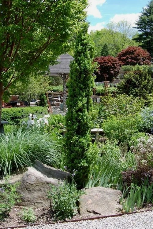 Graham Blandy Columnar Boxwood - 6 Pack Of 1 Gallon Pots 4 Graham Blandy Columnar Boxwood - 6 Pack Of 1 Gallon Pots - Image 4