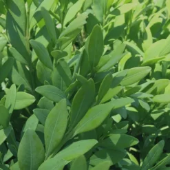 Green Mountain Boxwood - 1 Gallon Pot -Green Garden Outdoor Shop Boxwood Green Mountain 12 3