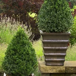 Green Mountain Boxwood - 2 Gallon Pot -Green Garden Outdoor Shop Boxwood Green Mountain 23 1