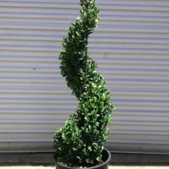Common Boxwood Spiral Topiary - 5 Gallon Pot -Green Garden Outdoor Shop Boxwood Green Mountain Spiral 1 1
