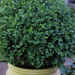Green Velvet Boxwood - 7 Gallon Pot -Green Garden Outdoor Shop Boxwood Green Velvet 3