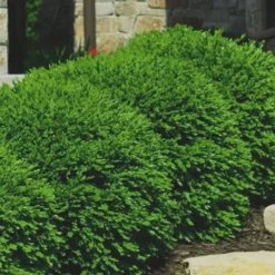 Green Velvet Boxwood - 7 Gallon Pot -Green Garden Outdoor Shop Boxwood Green Velvet 7