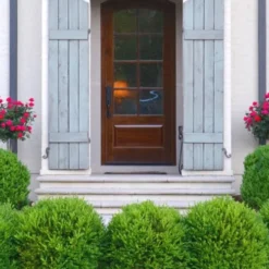 Japanese Boxwood (Buxus Microphylla) - 7 Gallon Pot -Green Garden Outdoor Shop Boxwood Japanese Entryway 1