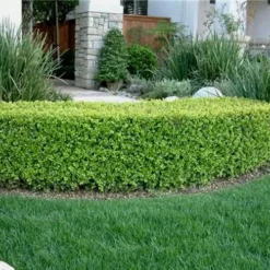 Japanese Boxwood (Buxus Microphylla) - 7 Gallon Pot -Green Garden Outdoor Shop Boxwood Japanese Hedge 1