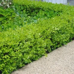Japanese Boxwood - Buxus Microphylla - 6 Pack Of 1 Gallon Pots -Green Garden Outdoor Shop Boxwood Japanese Hedge 2