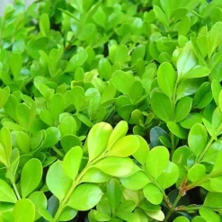 Japanese Boxwood (Buxus Microphylla) - 7 Gallon Pot -Green Garden Outdoor Shop Boxwood Japanese Leaves Closeup 1
