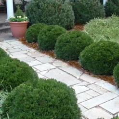 Justin Brouwers Dwarf Boxwood - 6 Pack Of 1 Gallon Pots 8 Justin Brouwers Dwarf Boxwood - 6 Pack Of 1 Gallon Pots -Green Garden Outdoor Shop Boxwood Justin Brouwers In Landscape 1