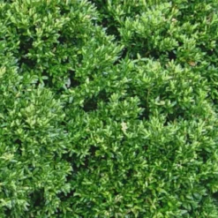 Justin Brouwers Dwarf Boxwood - 1 Gallon Pot -Green Garden Outdoor Shop Boxwood Justin Brouwers Leaves