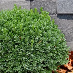 Korean Dwarf Boxwood - Buxus Sinica Var. Insularis 'Nana' - 1 Gallon Pot 11 Korean Dwarf Boxwood - Buxus Sinica Var. Insularis 'Nana' - 1 Gallon Pot -Green Garden Outdoor Shop Boxwood Korean Dwarf Insularis Nana 1 1