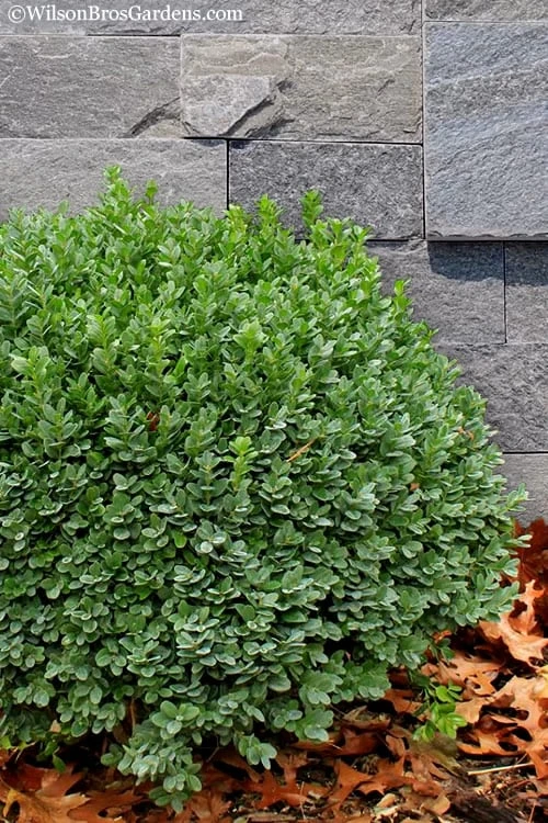 Korean Dwarf Boxwood - Buxus Sinica Var. Insularis 'Nana' - 1 Gallon Pot 6 Korean Dwarf Boxwood - Buxus Sinica Var. Insularis 'Nana' - 1 Gallon Pot - Image 6
