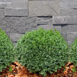 Korean Dwarf Boxwood - Buxus Sinica Var. Insularis 'Nana' - 1 Gallon Pot 10 Korean Dwarf Boxwood - Buxus Sinica Var. Insularis 'Nana' - 1 Gallon Pot -Green Garden Outdoor Shop Boxwood Korean Dwarf Insularis Nana 2 1