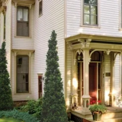 Pyramid Boxwood (Buxus Sempervirens 'Pyramidalis) - 1 Gallon Pot -Green Garden Outdoor Shop Boxwood Pyramidalis 11