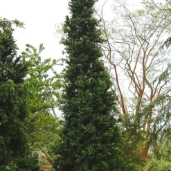 Pyramid Boxwood (Buxus Sempervirens 'Pyramidalis) - 1 Gallon Pot