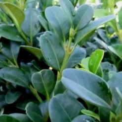 Shadow Sentry Pyramidal Boxwood - 3 Gallon Pot -Green Garden Outdoor Shop Boxwood Shadow Sentry 1