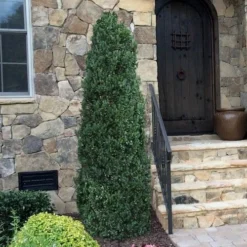 Shadow Sentry Pyramidal Boxwood - 3 Gallon Pot -Green Garden Outdoor Shop Boxwood Shadow Sentry 3