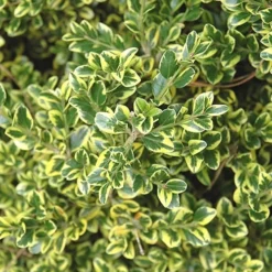 Sunburst Variegated Korean Boxwood - 1 Gallon Pot 11 Sunburst Variegated Korean Boxwood - 1 Gallon Pot -Green Garden Outdoor Shop Boxwood Sunburst 2