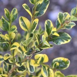 Sunburst Variegated Korean Boxwood - 1 Gallon Pot 12 Sunburst Variegated Korean Boxwood - 1 Gallon Pot -Green Garden Outdoor Shop Boxwood Sunburst