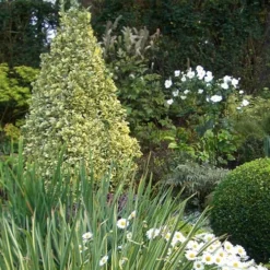 Variegated Boxwood (Buxus Sempervirens 'Aureovariegata') - 2 Gallon Pot - SALE -Green Garden Outdoor Shop Boxwood Variegated Cone 1 4