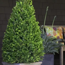 Wintergreen Boxwood - 3 Gallon Pot -Green Garden Outdoor Shop Boxwood Wintergreen 11 2