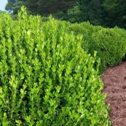 Wintergreen Boxwood - 1 Gallon Pot -Green Garden Outdoor Shop Boxwood Wintergreen 500x750 2