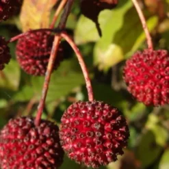 Adina Rubella Buttonbush - 3 Gallon Pot -Green Garden Outdoor Shop Buttonbush 7