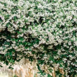 Madison Confederate Jasmine - 2 Gallon Pot -Green Garden Outdoor Shop Campsis Madame Galen 18