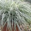 Evercolor Everest Carex - 1 Gallon Pot
