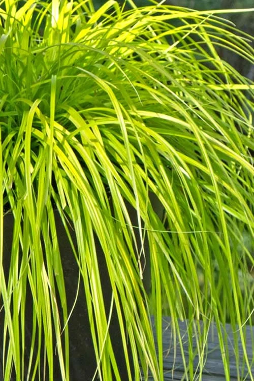 Evercolor Everillo Carex - 1 Gallon Pot 8 Evercolor Everillo Carex - 1 Gallon Pot - Image 8