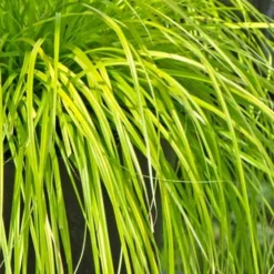 Evercolor 'Everillo' Carex - 5 Pack Of Quart Pots 18 Evercolor 'Everillo' Carex - 5 Pack Of Quart Pots -Green Garden Outdoor Shop Carex Everillo 500x750 2