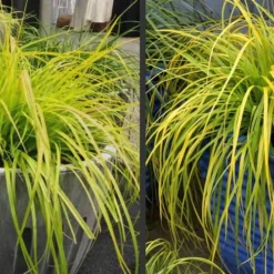 Evercolor 'Everillo' Carex - 5 Pack Of Quart Pots 16 Evercolor 'Everillo' Carex - 5 Pack Of Quart Pots -Green Garden Outdoor Shop Carex Everillo Plant Containers