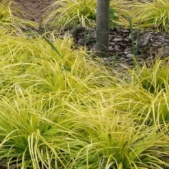 Evercolor 'Everillo' Carex - 5 Pack Of Quart Pots 17 Evercolor 'Everillo' Carex - 5 Pack Of Quart Pots -Green Garden Outdoor Shop Carex Everillo Plant Patch